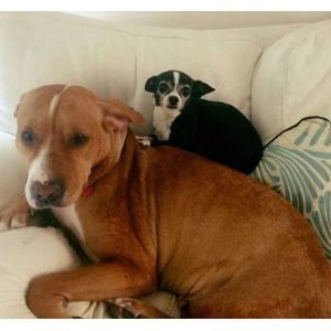 Meet your Posher, Emma